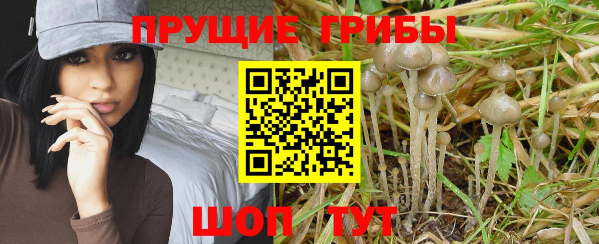 Галлюциногенные грибы GOLDEN TEACHER Соль-Илецк